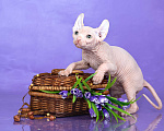 Кошки в Новокузнецке: Котенок канадский сфинкс Эльф Мальчик, Бесплатно - фото 2