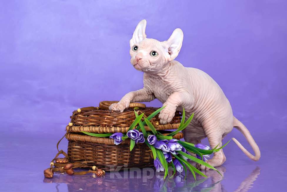 Кошки в Новокузнецке: Котенок канадский сфинкс Эльф Мальчик, Бесплатно - фото 2