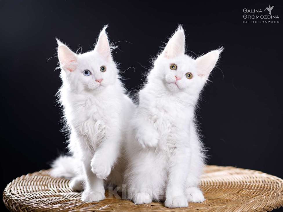 Кошки в Новоалтайске: Белый Мейн-кун Девочка, Бесплатно - фото 3