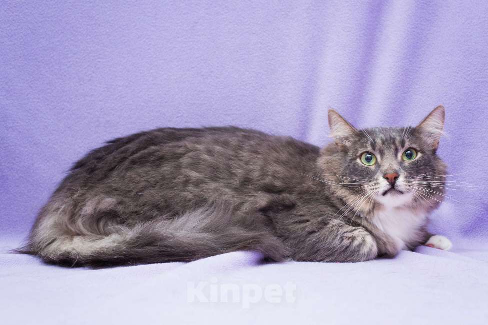 Кошки в Москве: Льнёт к рукам Мальчик, Бесплатно - фото 3