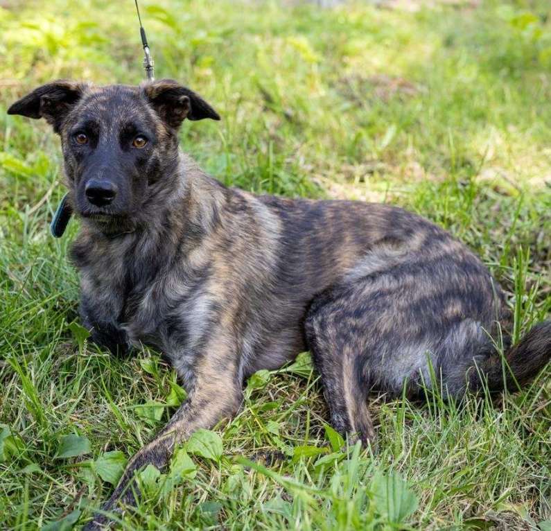 Собаки в Долгопрудном: Тигроша ищет дом Мальчик, Бесплатно - фото 2
