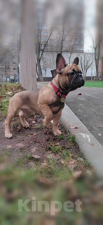 Собаки в Москве: Щенки французского бульдога Девочка, 49 999 руб. - фото 2