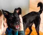 Собаки в Москве: Высокий бородатик Брэд в добрые руки Мальчик, 1 руб. - фото 6