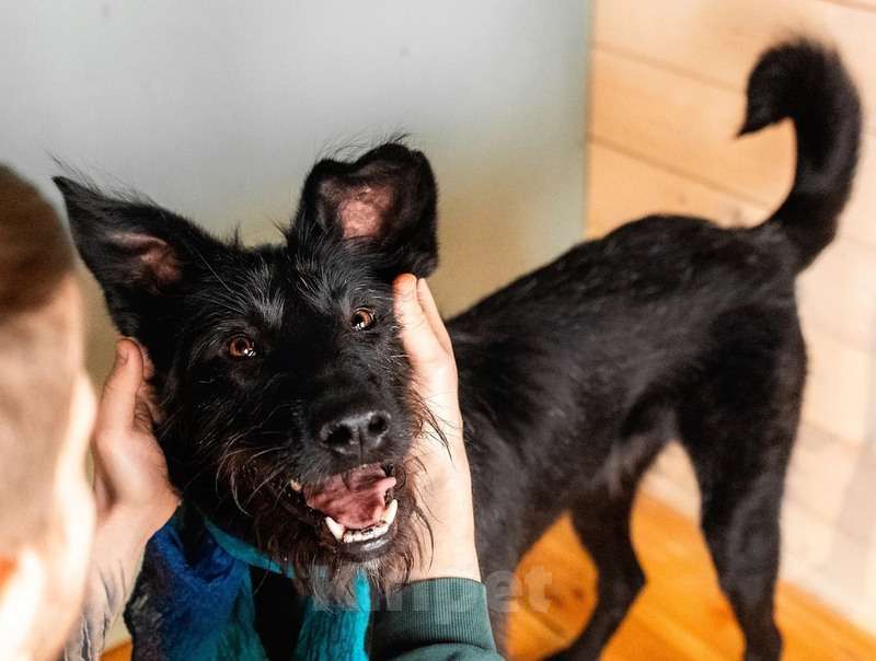 Собаки в Москве: Высокий бородатик Брэд в добрые руки Мальчик, 1 руб. - фото 6