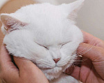 Кошки в Москве: Ласковая красавица Ума в добрые руки! Девочка, Бесплатно - фото 8