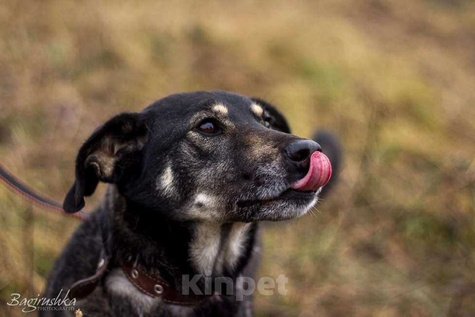 Собаки в Москве: Табити Девочка, Бесплатно - фото 8