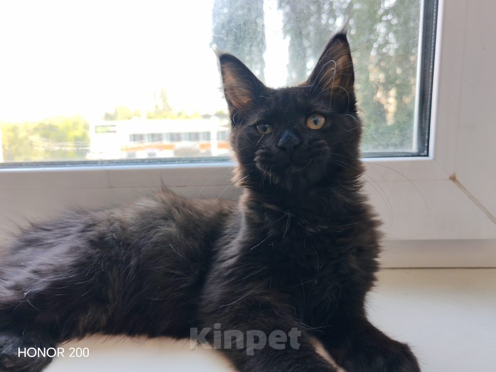 Кошки в Братске: Мини Линкс Сьюзи Девочка, Бесплатно - фото 2
