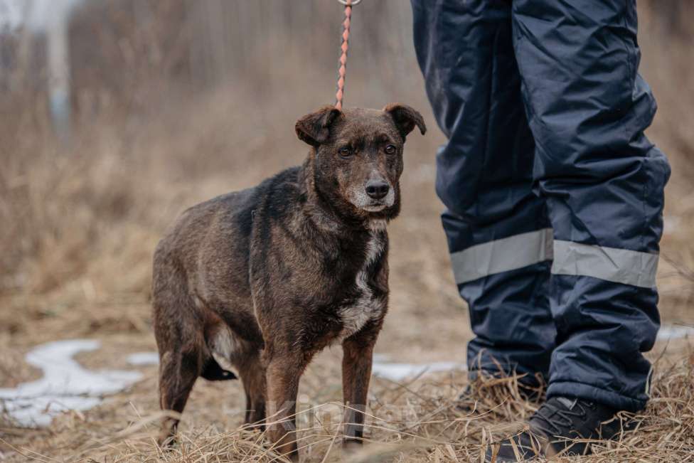 Собаки в Москве: Маленькая собачка в добрые руки Девочка, Бесплатно - фото 7
