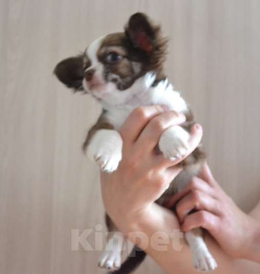 Собаки в Москве: Сука чихуахуа  Девочка, 50 000 руб. - фото 2