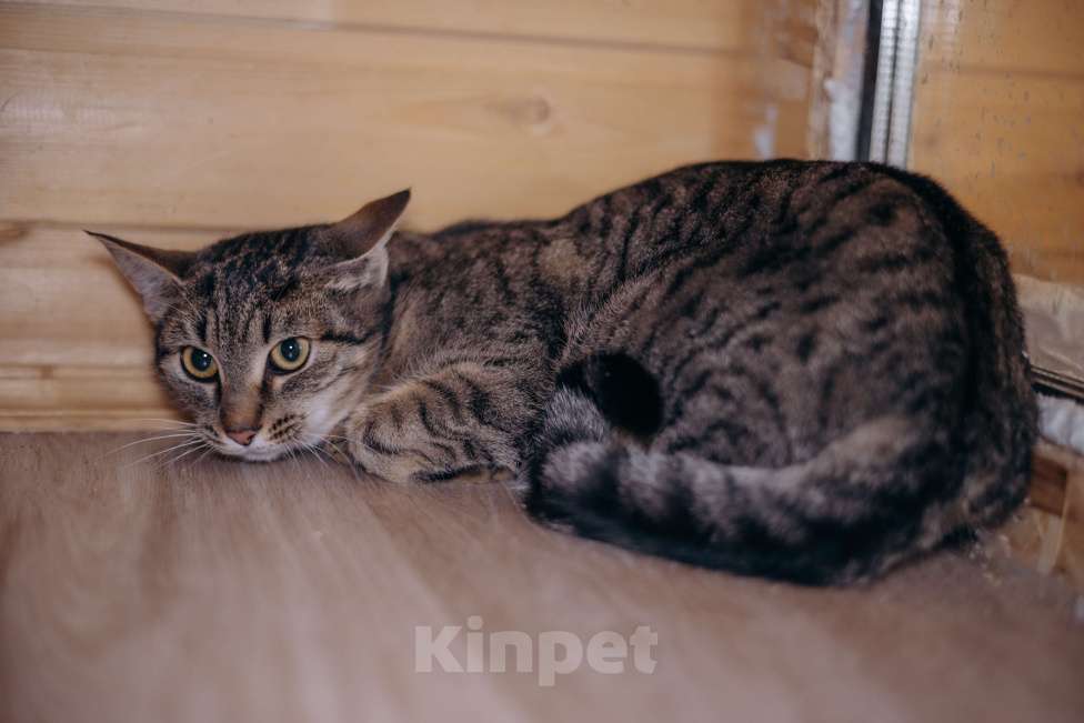 Кошки в Видном: Фрее нужен дом Девочка, Бесплатно - фото 4