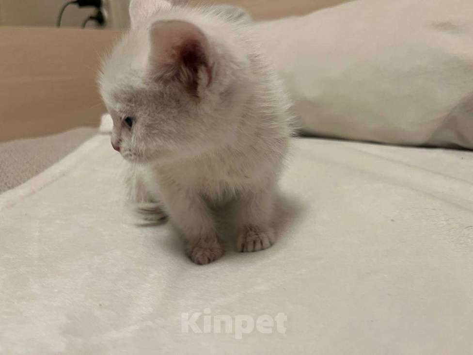 Кошки в Санкт-Петербурге: Котёнок 1,5 месяца ищет дом  Мальчик, Бесплатно - фото 1