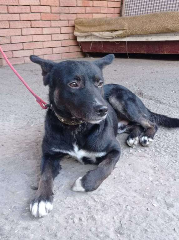 Собаки в Краснодаре: СЛАВНЫЙ КАРАЧАЙ Мальчик, Бесплатно - фото 8