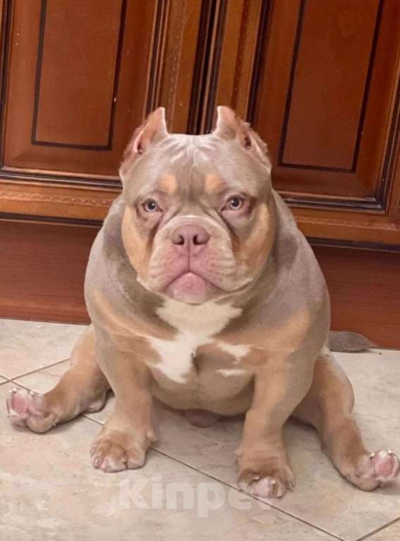 Собаки в Москве: Девочка булли Девочка, 100 000 руб. - фото 9