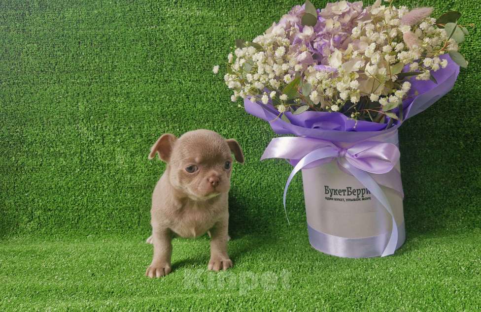 Собаки в Краснодаре: Липовый с белым девочка  Девочка, 60 000 руб. - фото 2