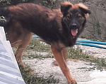 Собаки в Симферополе: Отдам щенка-подростка Мальчик, Бесплатно - фото 2