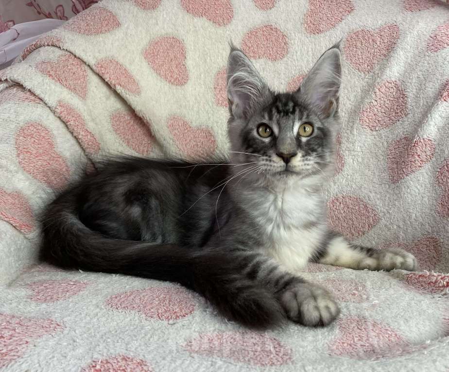 Кошки в Дмитрове: Черный серебристый мраморный мальчик мейн кун Zherom Мальчик, 35 000 руб. - фото 2