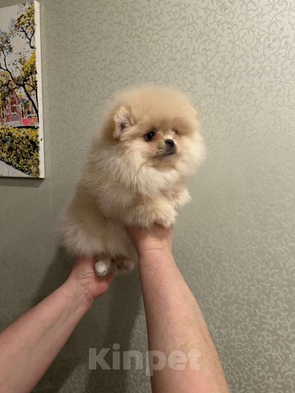 Собаки в Перми: Померанский шпиц Девочка, 35 000 руб. - фото 4