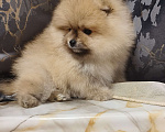 Собаки в Красноярске: Щенки померанцы Мальчик, 30 000 руб. - фото 2