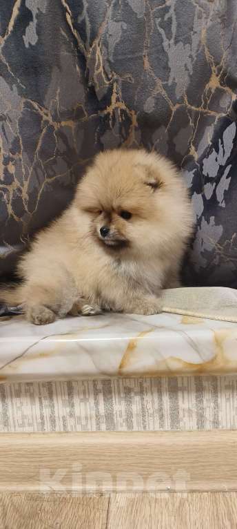 Собаки в Красноярске: Щенки померанцы Мальчик, 30 000 руб. - фото 2