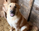 Собаки в Москве: Лисса в поиске дома Девочка, Бесплатно - фото 4