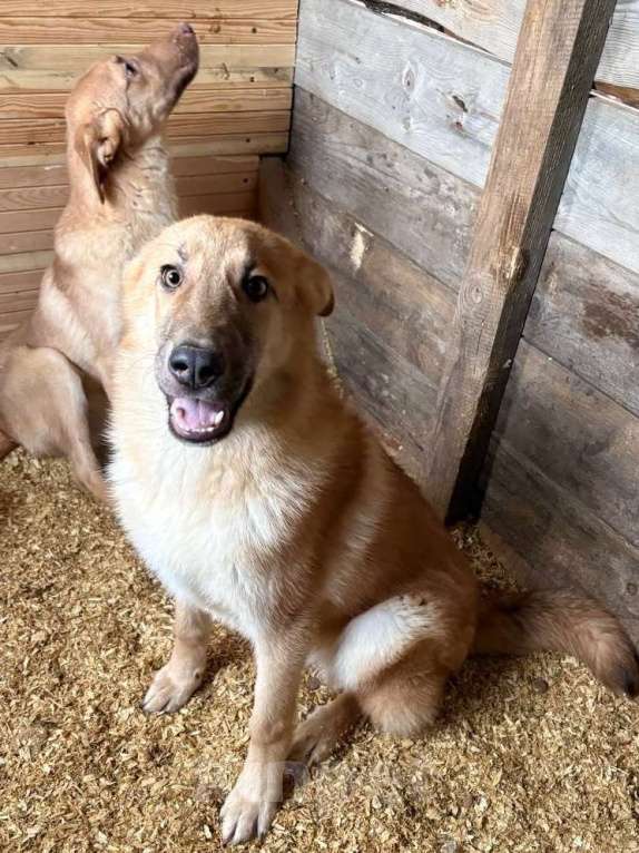 Собаки в Москве: Лисса в поиске дома Девочка, Бесплатно - фото 4