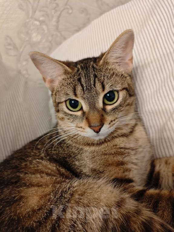 Кошки в Москве: Тимна ищет семью Девочка, 50 руб. - фото 9