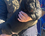 Собаки в Москве: Лабрадор черный мальчик 2 мес. РКФ Мальчик, 40 000 руб. - фото 2