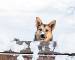 Собаки в Москве: Лисичка с янтарными глазами и огромными ушами - Лукерия или просто Рия!  Девочка, Бесплатно - фото 5