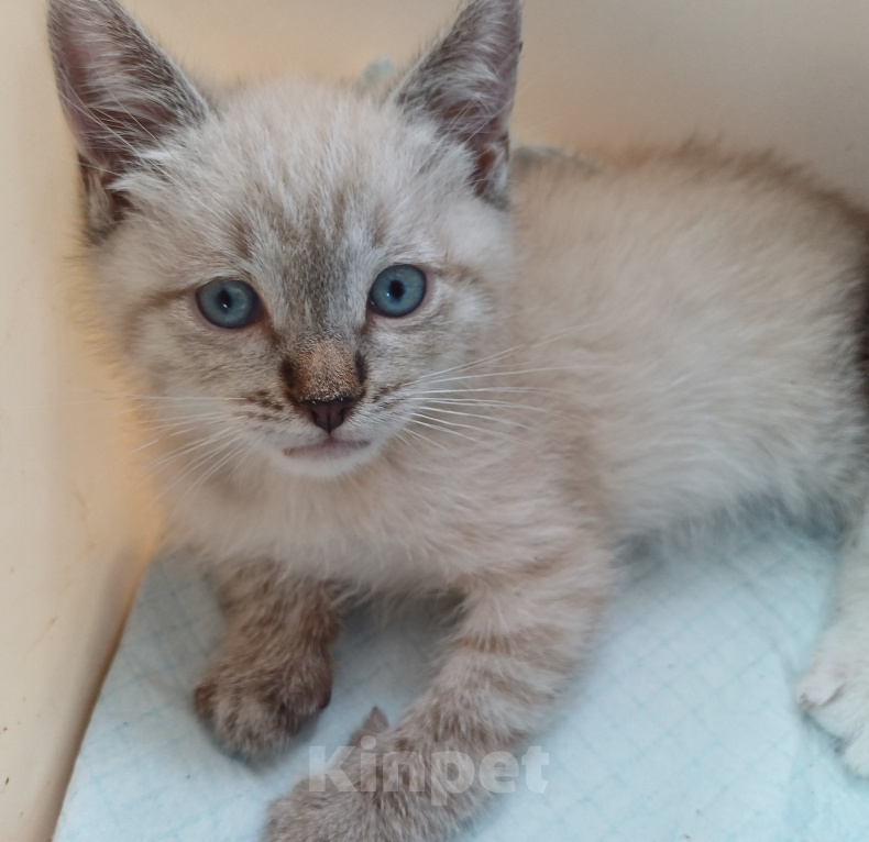 Кошки в Москве: Котик ищет дом! Мальчик, Бесплатно - фото 3
