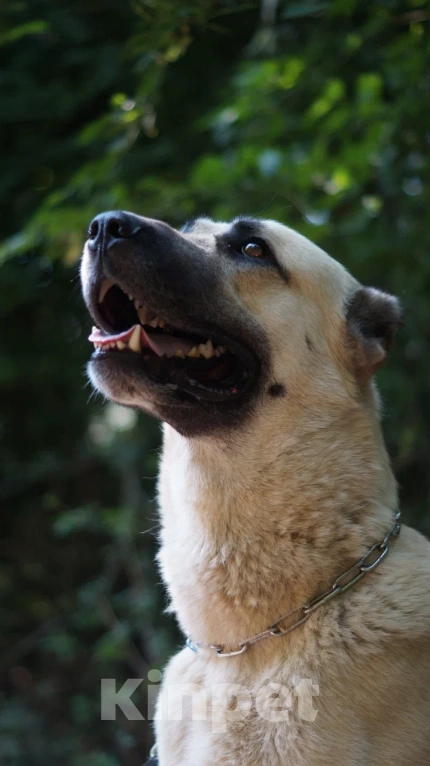 Собаки в Краснодаре: Кангал Вязка  Мальчик, 60 000 руб. - фото 4