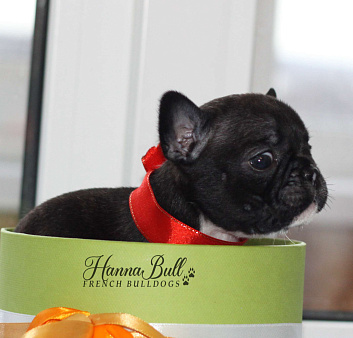 Щенки французского бульдога с документами РКФ