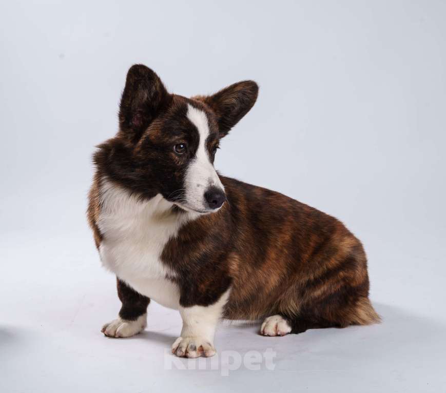 Собаки в Жуковском: Щенок без забот! Девочка, 100 000 руб. - фото 4