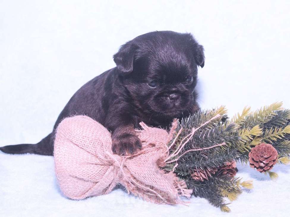 Собаки в Санкт-Петербурге: Очаровательный щенок  Девочка, 80 000 руб. - фото 9