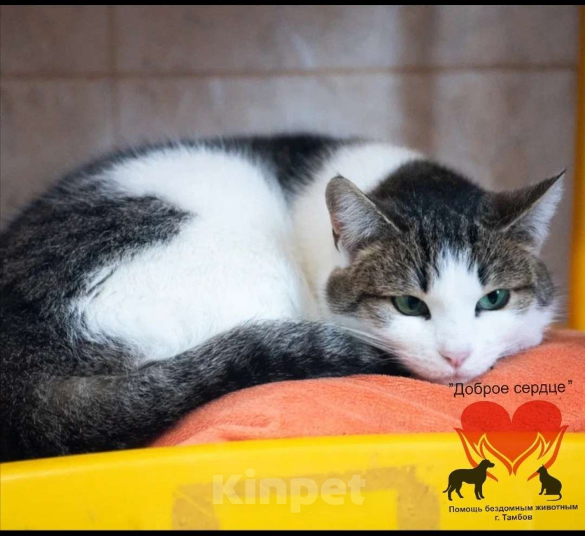 Кошки в Тамбове: Лапа в добрые руки Девочка, Бесплатно - фото 1