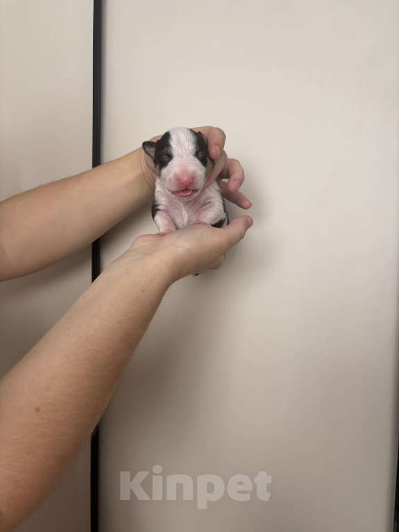 Собаки в Москве: Миниатюрный бультерьер Мальчик, 120 000 руб. - фото 1