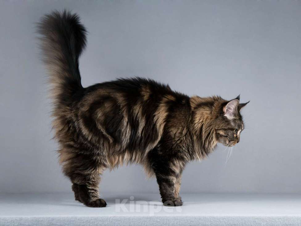 Кошки в Москве: Роскошная кошка мейнкун Мурлыка в добрые руки Девочка, Бесплатно - фото 9
