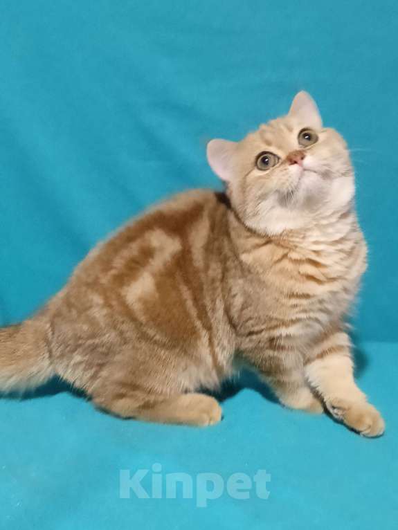 Кошки в Москве: Золотой мраморный котик Мальчик, 6 000 руб. - фото 2