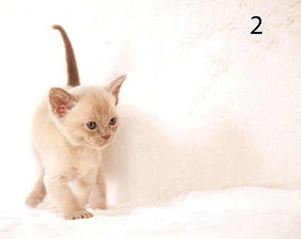 Клубные котята Европейской бурмы