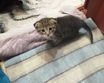 Кошки в Балашове: Котята в добрые руки Мальчик, Бесплатно - фото 7