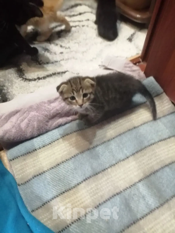 Кошки в Балашове: Котята в добрые руки Мальчик, Бесплатно - фото 7