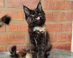 Кошки в других городах Воронежской области: Малышка 2 Девочка, 10 000 руб. - фото 2