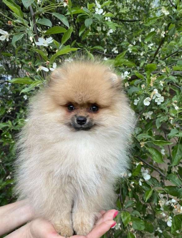 Собаки в Нижнем Новгороде: Щенки шпица Мальчик, 30 000 руб. - фото 2