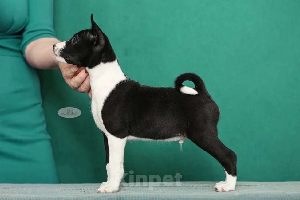 Собаки в Москве: Щенок басенджи 3 мес Мальчик, Бесплатно - фото 5