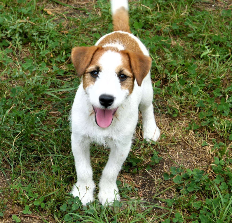 Собаки в других городах Ростовской области: Джек Рассел Терьер Мальчик, 20 000 руб. - фото 6