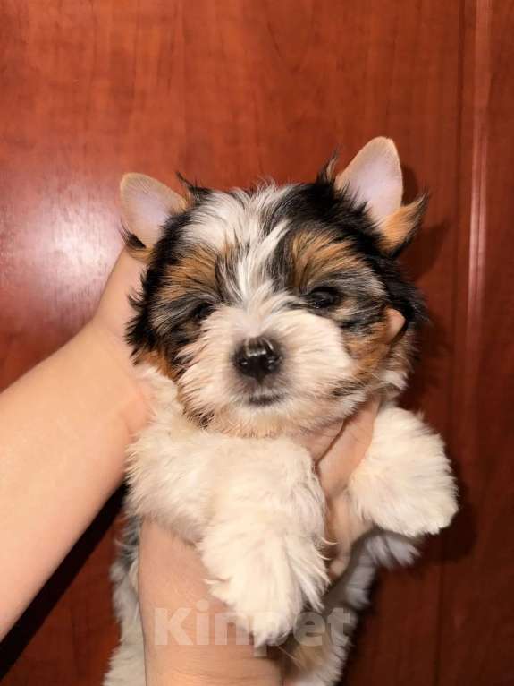 Собаки в Москве: Красотка Оливия Лав Девочка, 85 000 руб. - фото 1