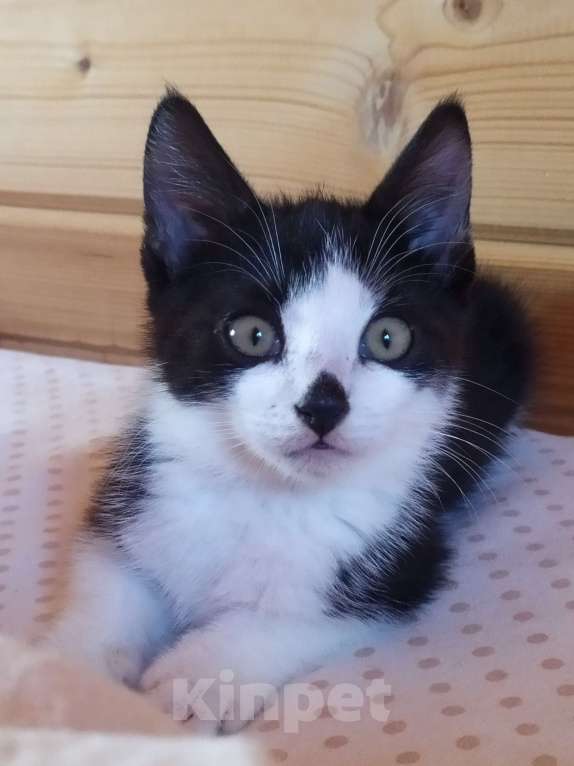 Кошки в Санкт-Петербурге: Смышлëный котёнок Тиша в добрые руки Мальчик, Бесплатно - фото 2