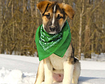 Собаки в Чехове: Красавец Тор (Ива) в самые добрые руки! Мальчик, Бесплатно - фото 3