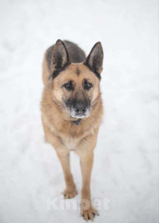 Собаки в Москве: Лилу - совершенство Девочка, Бесплатно - фото 3