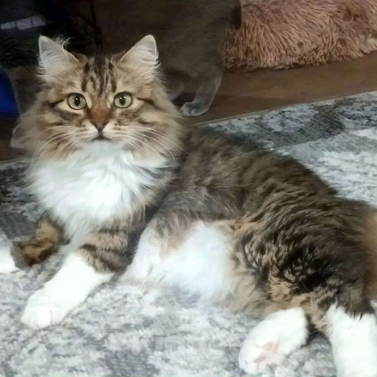 Кошки в Москве: Кошечку Редиску никто не хочет брать Девочка, Бесплатно - фото 2