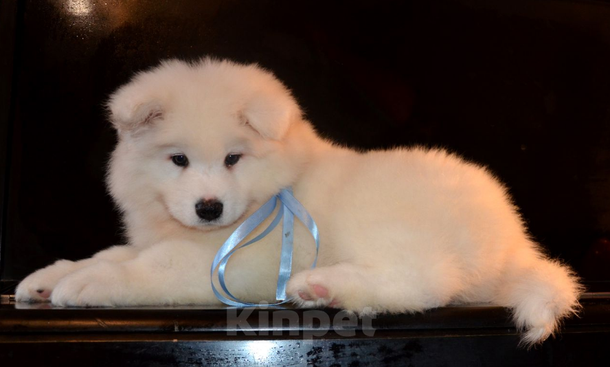 Собаки в Москве: Самоедики Разнополые, 35 000 руб. - фото 5